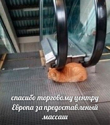 Мем, Кот Отморозкин