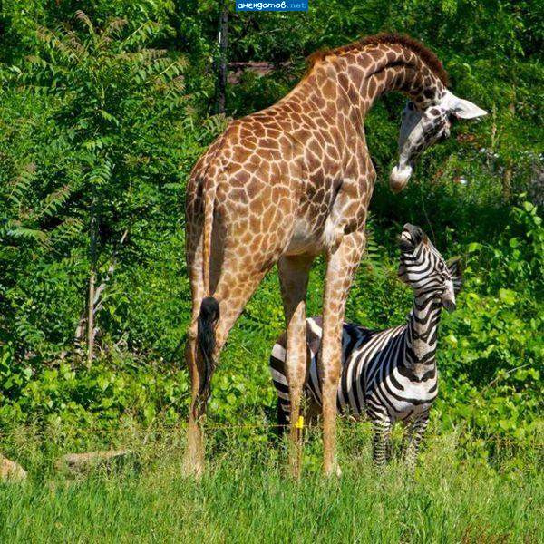 Мем: Один жираф влюбился в антилопу