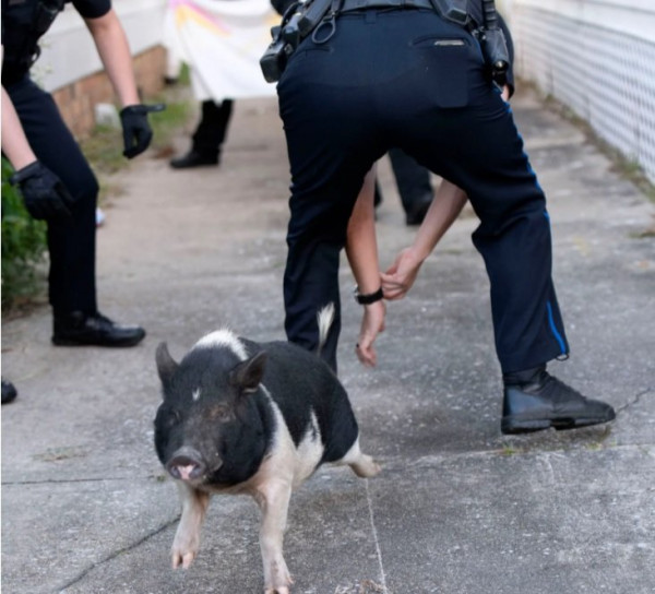 Мем: Во Флориде свинья отказывалась сдаваться полицейским. Сотрудники битый час преследовали нарушителя, но он постоянно от них ускользал., lugy