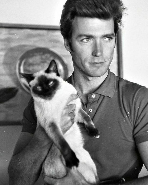 Мем: Клинт Иствуд дома с его кошкой, фотограф Ларри Барбье, примерно в 1960 году. Лос-Анджелес, Калифорния., Брюттон