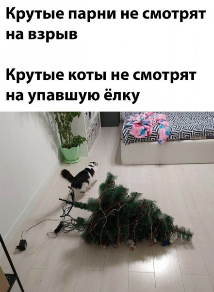 Мем, Брюттон