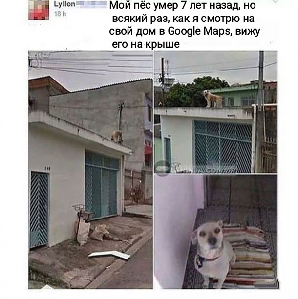 Мем, Рысь