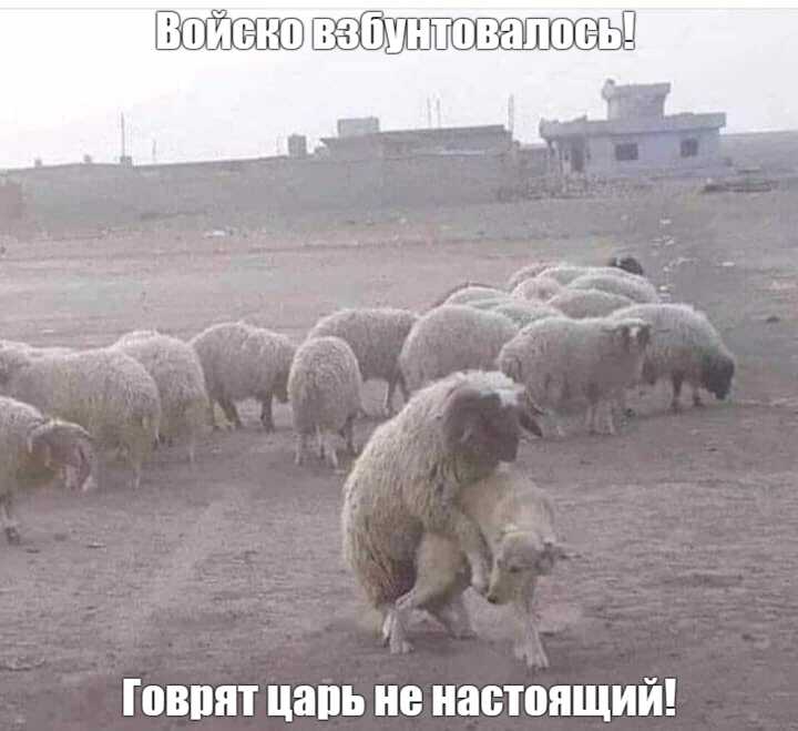 Мем, комент