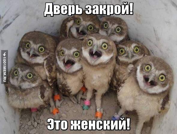 Мем: природа