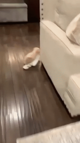 Мем: Скажи ещё что кошка прячет твои носки в самые труднодоступные места.