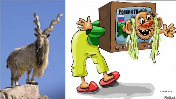 Мем: Винторогий козел и винтоухий осел. В чем сходство и различия, Сергей Котенков