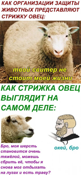 Мем, Кот Отморозкин