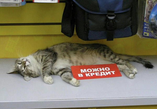 Мем, Кот Отморозкин