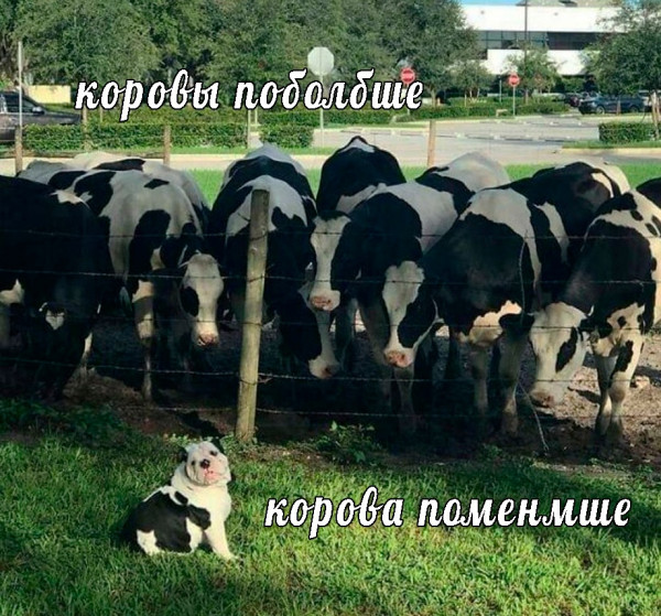 Мем, Кот Отморозкин