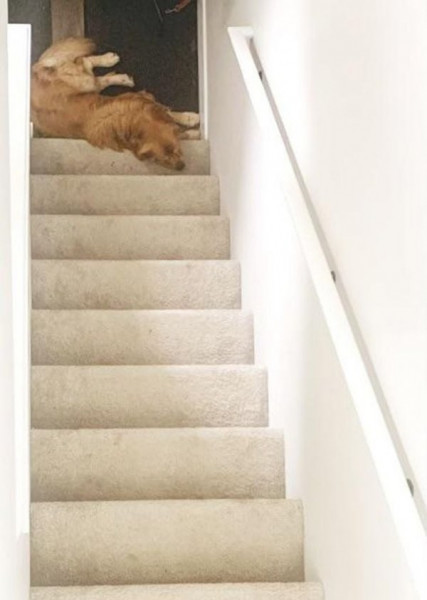 Мем: Собака вверху или внизу лестницы?, Брюттон
