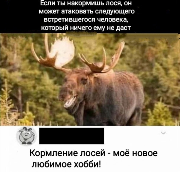 Мем, Рысь