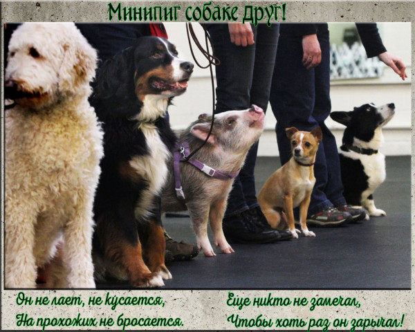 Мем: Минипиг собаке друг, Серж Скоров