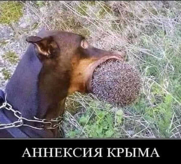 Мем, комент