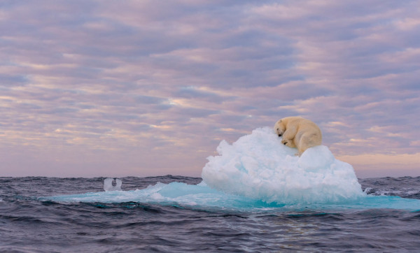 Мем: Белый медведь, спящий на айсберге, стал одним из победителей конкурса фотографии Golden Turtle («Золотая черепаха»), Брюттон