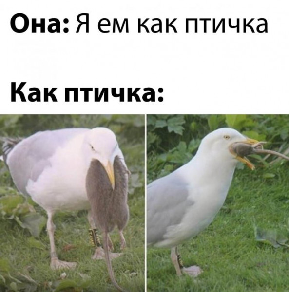 Мем, птица