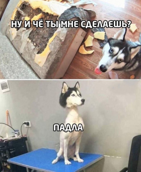 Мем, птица