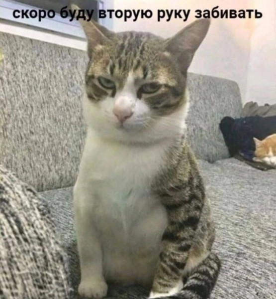 Мем, Cat Fil