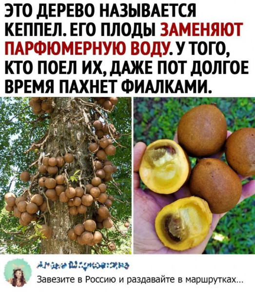 Мем, птица