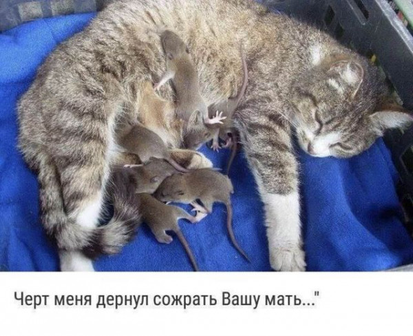 Мем, Cat Fil