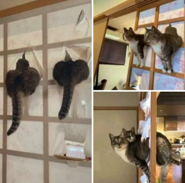 Мем: Япона кота, Брюттон