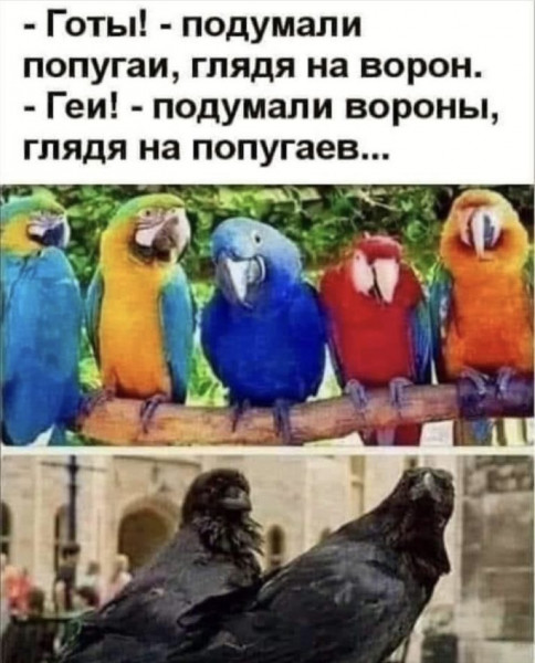 Мем, птица