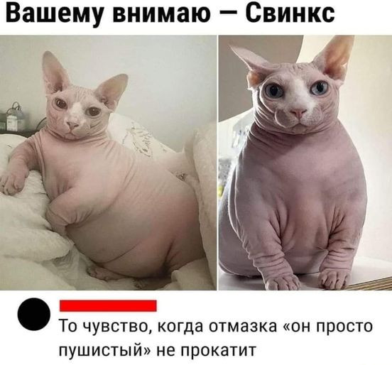 Мем, Cat Fil