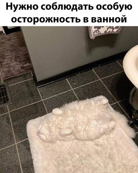 Мем, Cat Fil