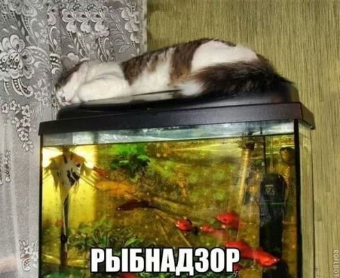 Мем, Cat Fil