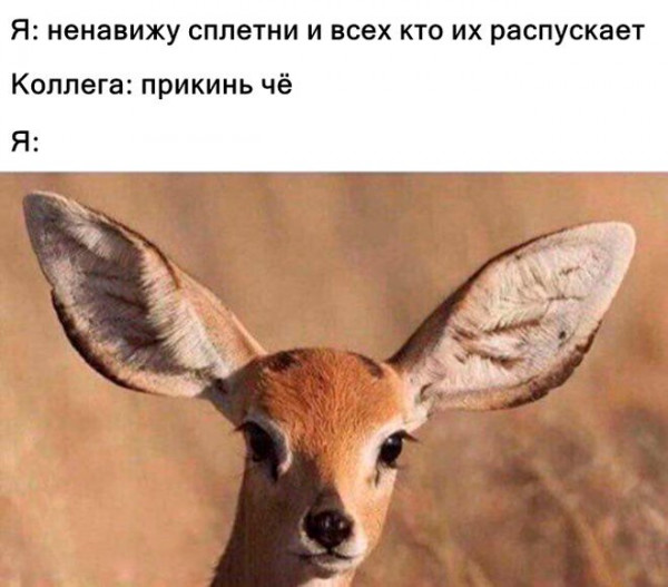 Мем, Брюттон