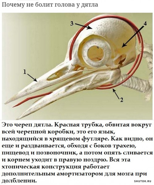 Мем, Джокер