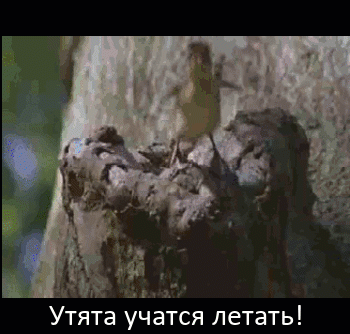 Мем: Утята учатся летать!, Серж Скоров