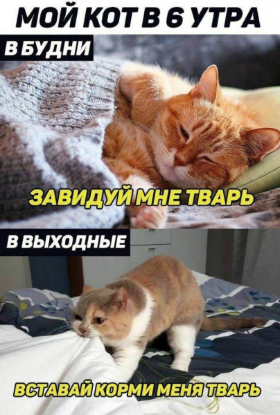 Мем, Брюттон