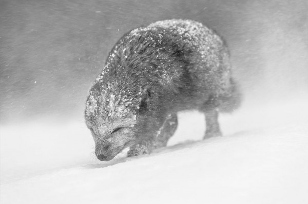 Мем: World Nature Photography Awards 2021, Оби Ван Киноби