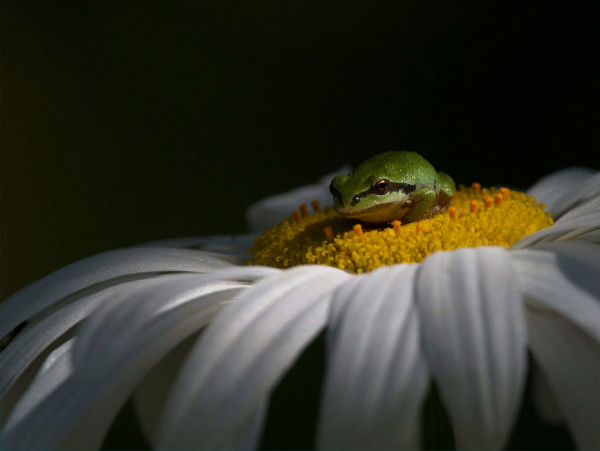 Мем: World Nature Photography Awards 2021, Оби Ван Киноби