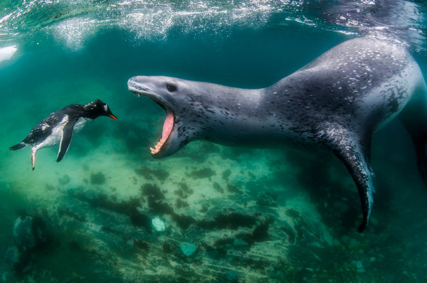 Мем: World Nature Photography Awards 2021, Оби Ван Киноби