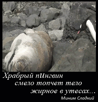 Мем: Реабилитация пингвинов, Серж Скоров