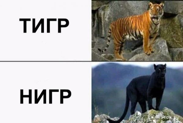 Мем, Кот Отморозкин