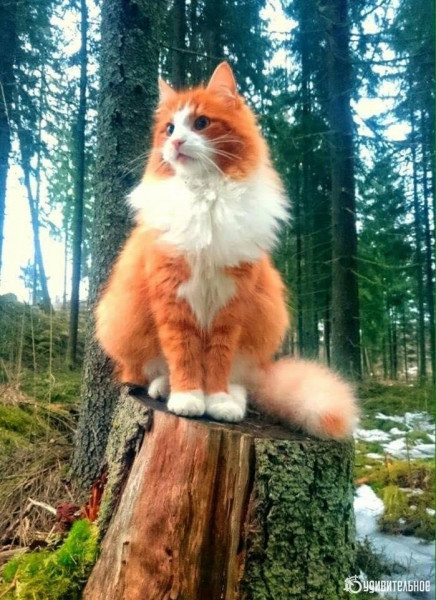 Мем: Лесная норвежская кошка, Малый Кыс