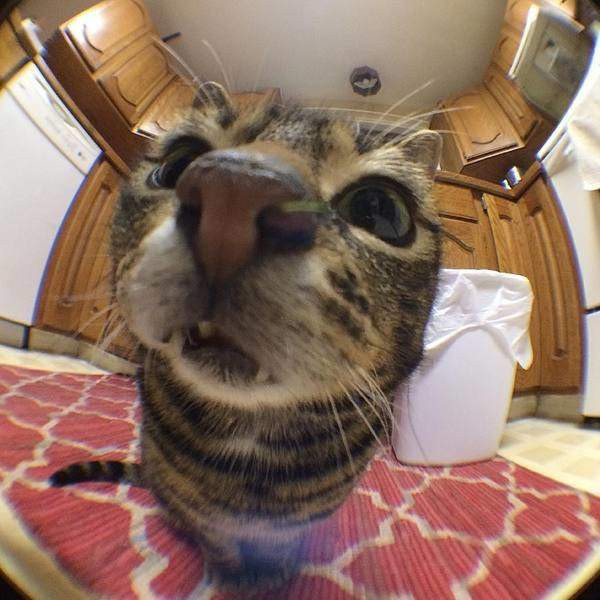 Мем: Кот обнаружил камеру, которую я установил, чтобы следить за детьми, Табуреткин