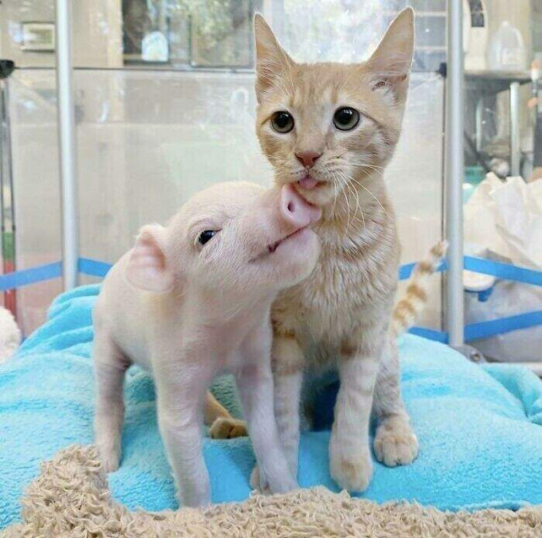 Мем: Гусь свинье не товарищ, а вот кот..., Малый Кыс