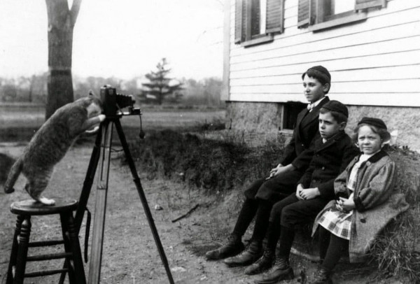 Мем: Кошка-фотограф, 1909 год., Брюттон