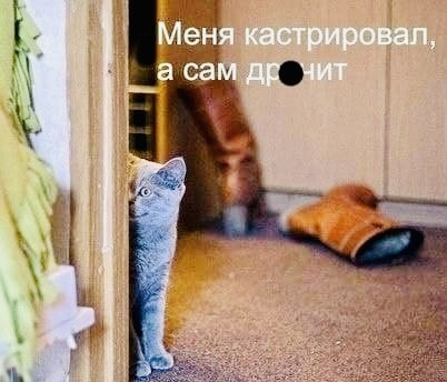 Мем, Кот Отморозкин