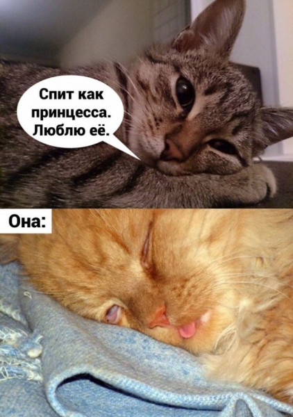 Мем, beauty_foo_ll