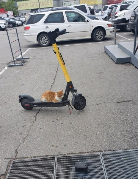 Мем: Кот пошел чтобы занять мне транспорт, beauty_foo_ll