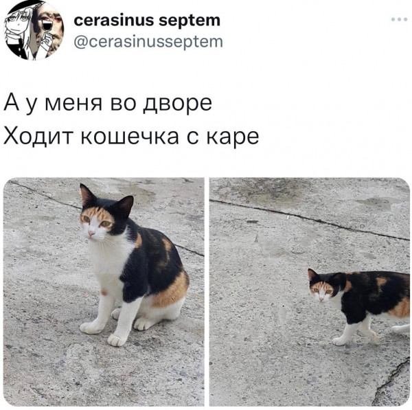 Мем, Кот Отморозкин