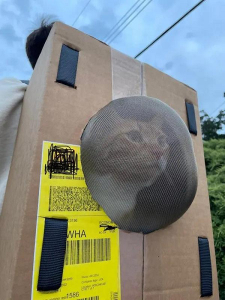 Мем: Самодельный рюкзак для кошки, Брюттон