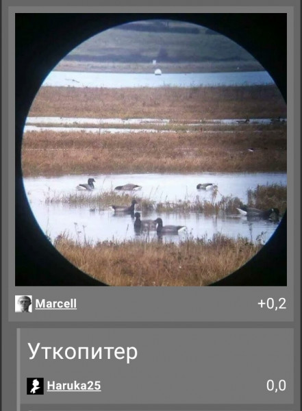 Мем, птица