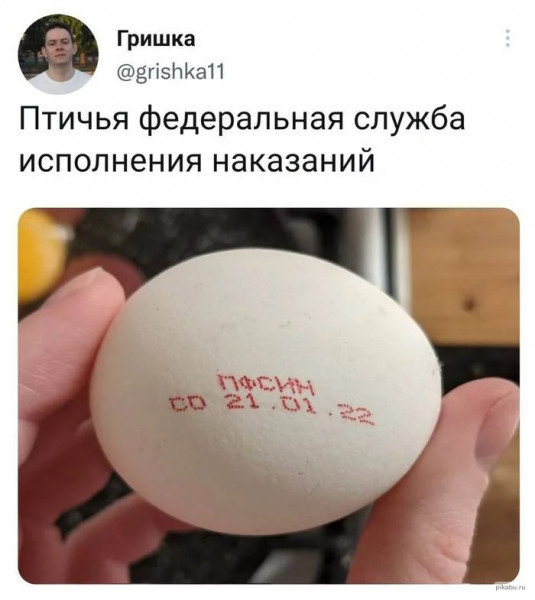 Мем, птица