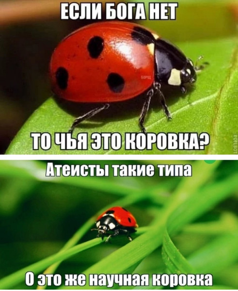 Мем, птица