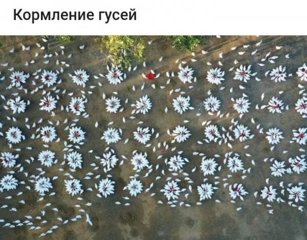 Мем, птица